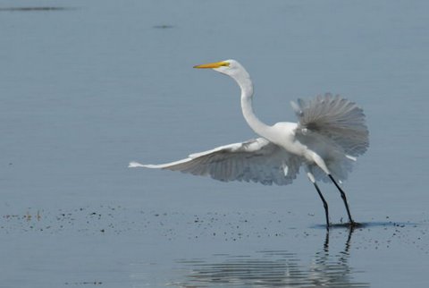 Great Egret