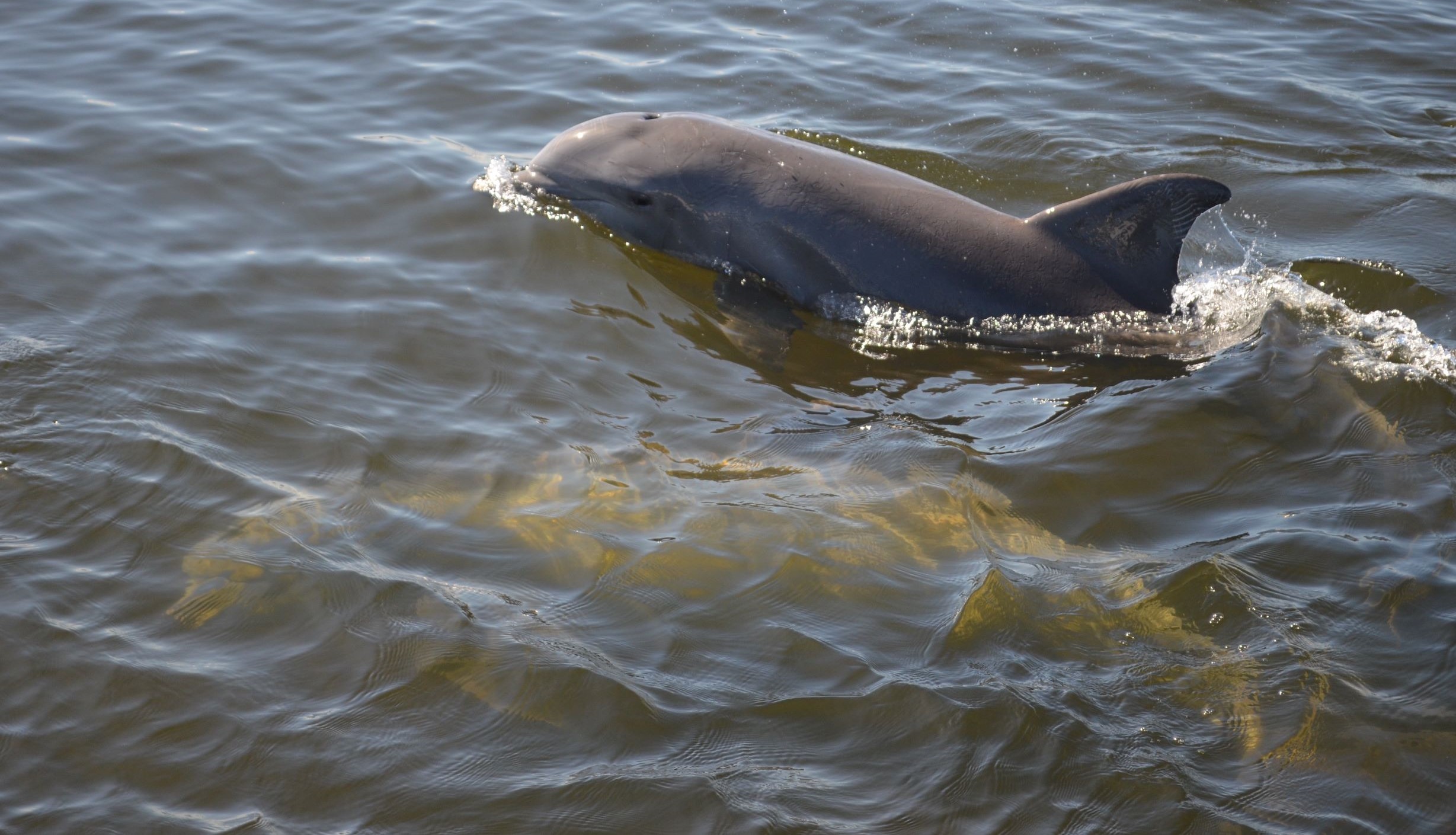 swimming dolphins