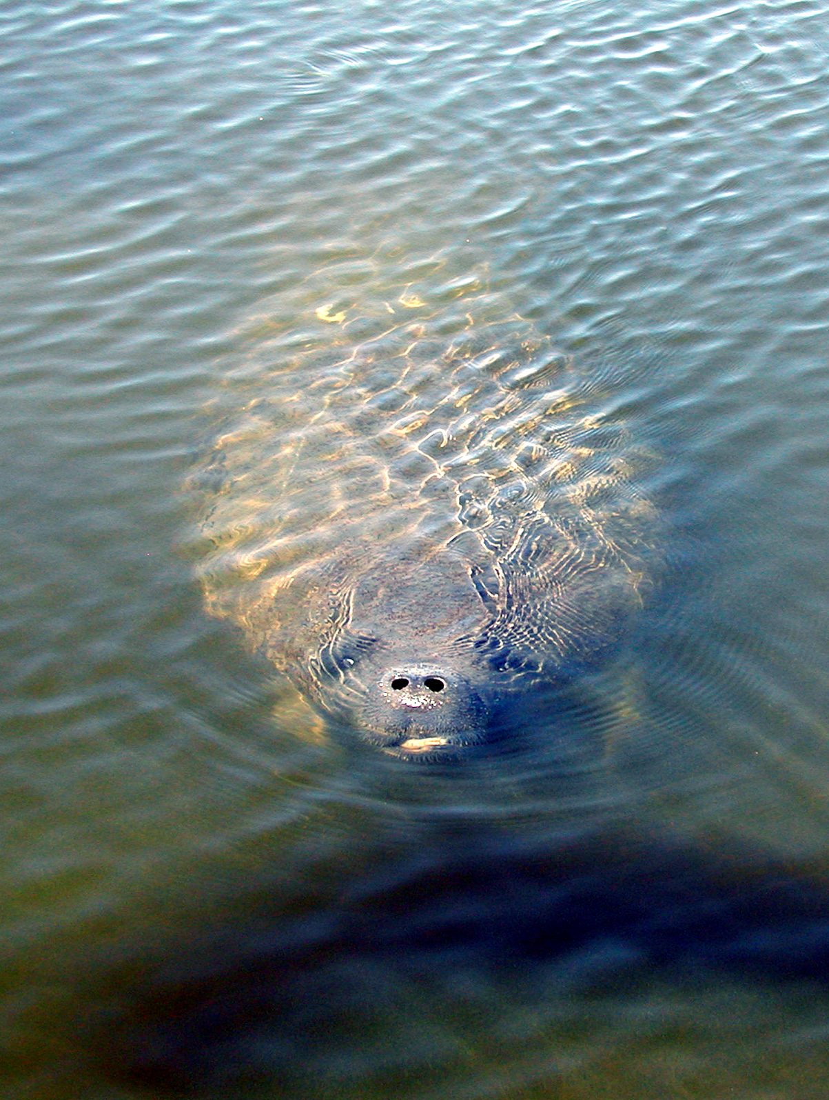 Manatees in St. Augustine Waters - St. Augustine Boat Tours